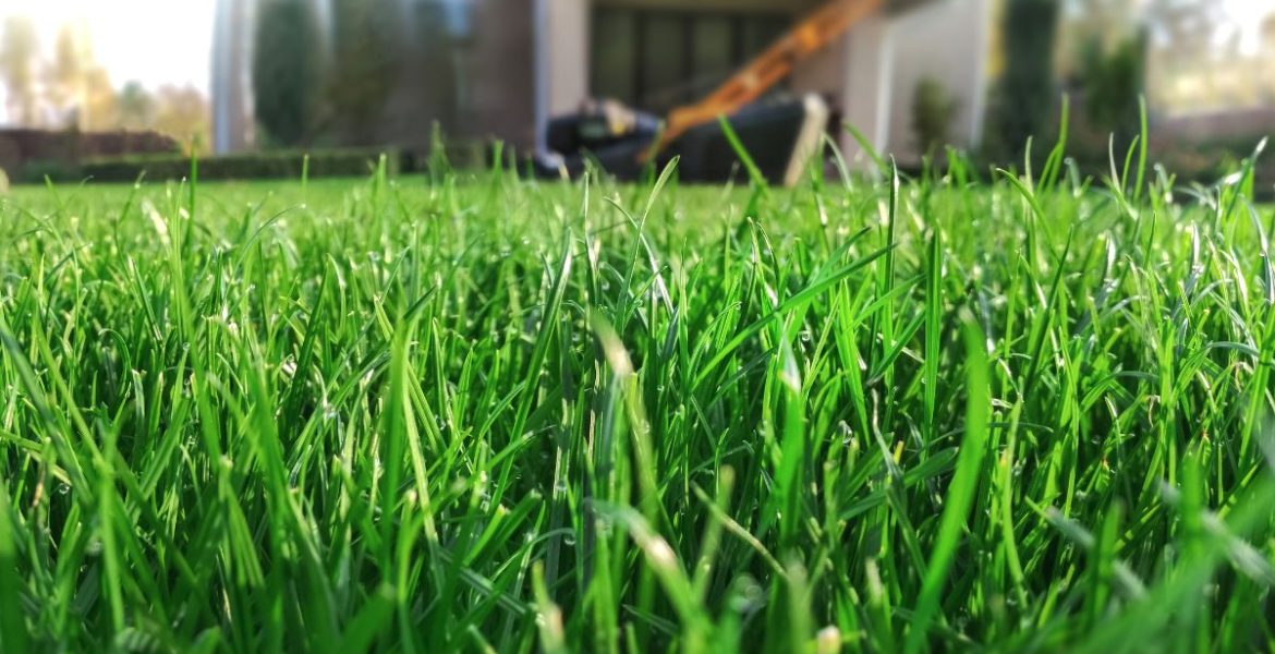 biologisch gras