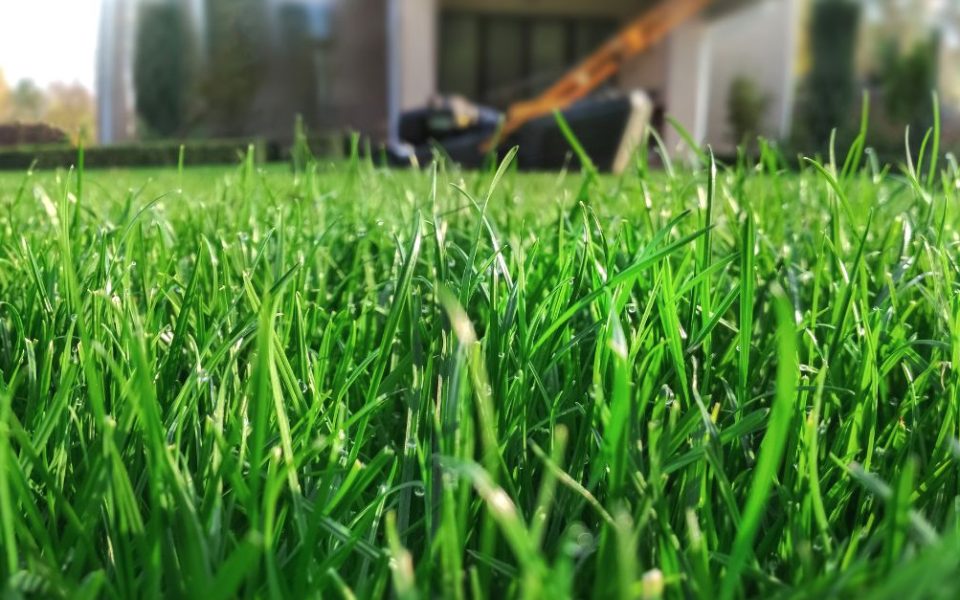 biologisch gras